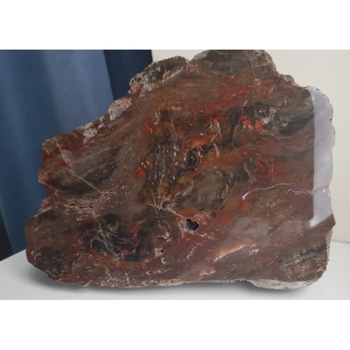 Barwny Agatoxylon z Pilc k. Kamieńca Ząbkowickiego