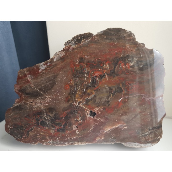 Barwny Agatoxylon z Pilc k. Kamieńca Ząbkowickiego