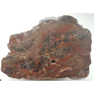 Barwny Agatoxylon z Pilc k. Kamieńca Ząbkowickiego