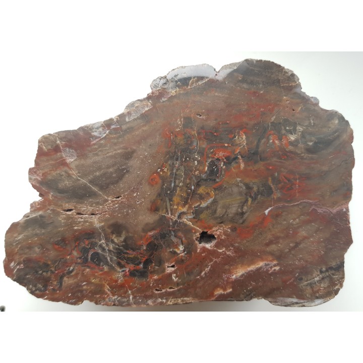 Barwny Agatoxylon z Pilc k. Kamieńca Ząbkowickiego