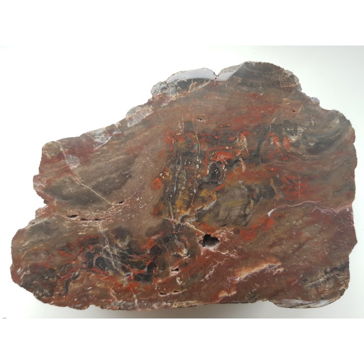 Barwny Agatoxylon z Pilc k. Kamieńca Ząbkowickiego