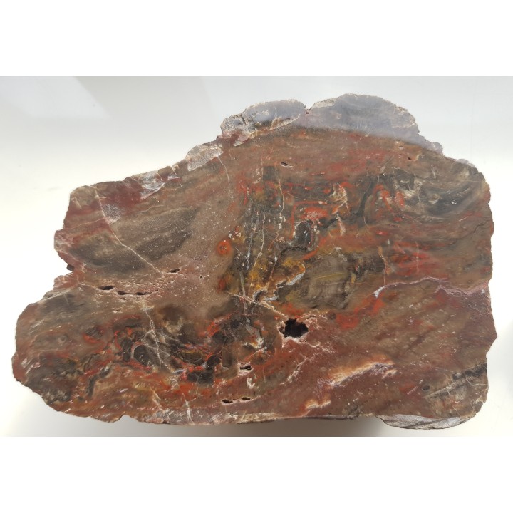 Barwny Agatoxylon z Pilc k. Kamieńca Ząbkowickiego