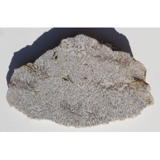 Plaster kamienia hebrajskiego z Piławy Grn.