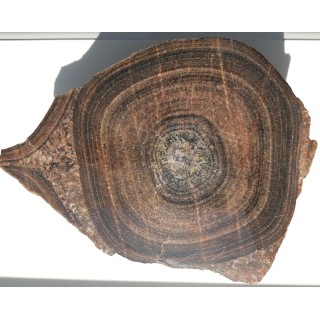 Duży okaz granitu orbikularnego z Finlandii