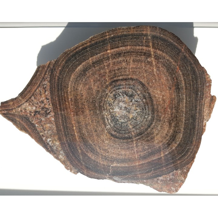 Duży okaz granitu orbikularnego z Finlandii