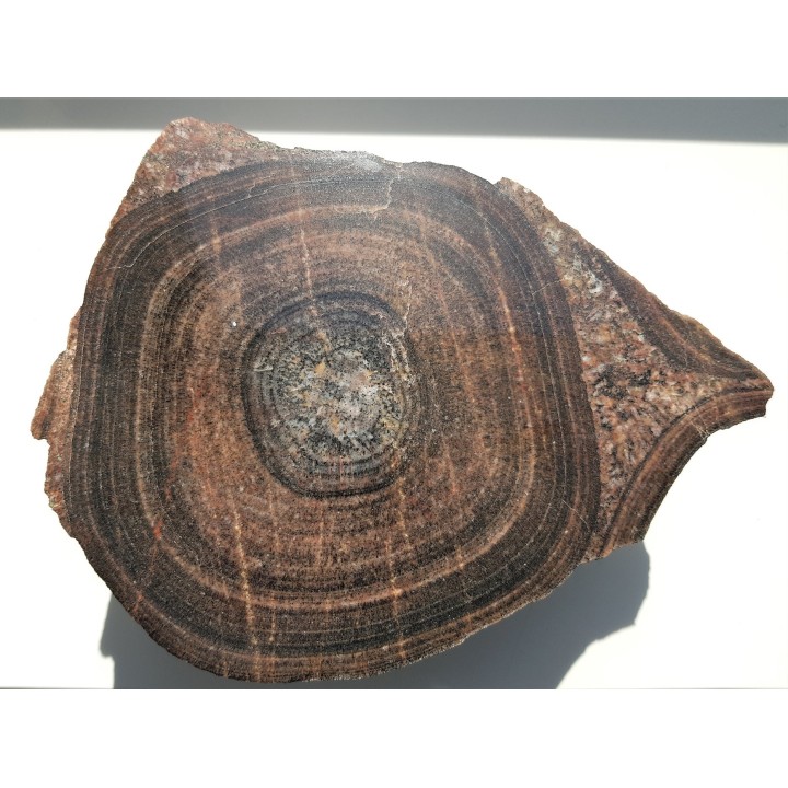 Duży okaz granitu orbikularnego z Finlandii