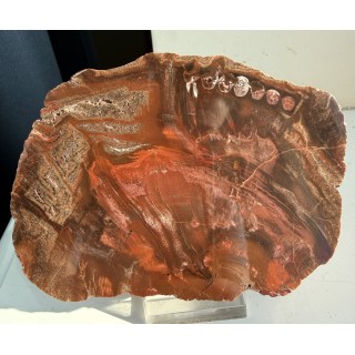 Drewno skrzemieniałe z Pilc k. Kamieńca Ząbkowickiego