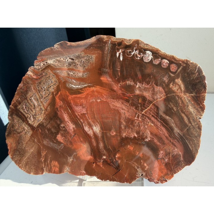 Drewno skrzemieniałe z Pilc k. Kamieńca Ząbkowickiego