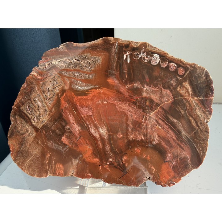 Drewno skrzemieniałe z Pilc k. Kamieńca Ząbkowickiego