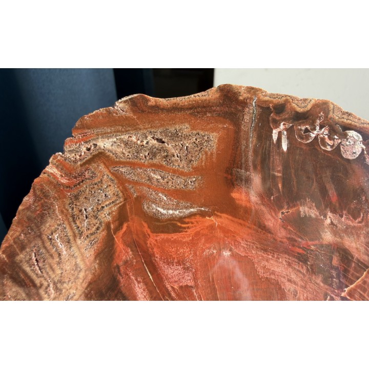 Drewno skrzemieniałe z Pilc k. Kamieńca Ząbkowickiego