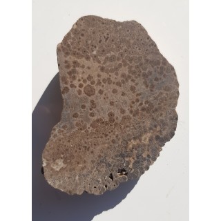 Drewno skrzemieniałe z aluwiów Ścinawki