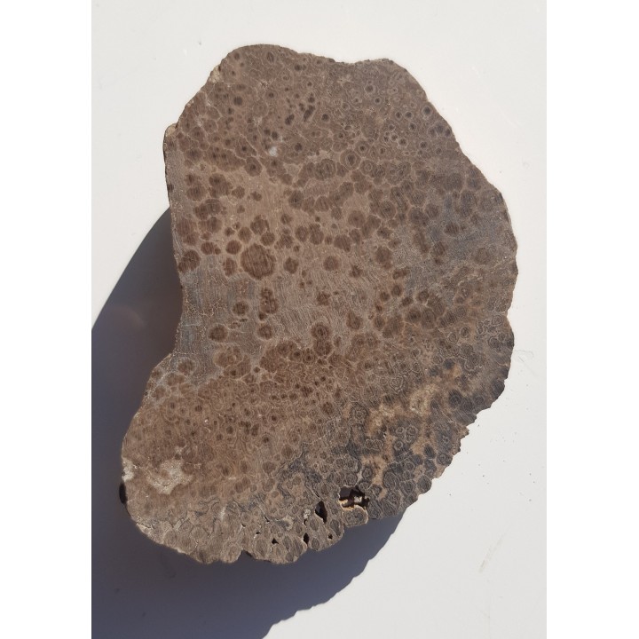 Drewno skrzemieniałe z aluwiów Ścinawki