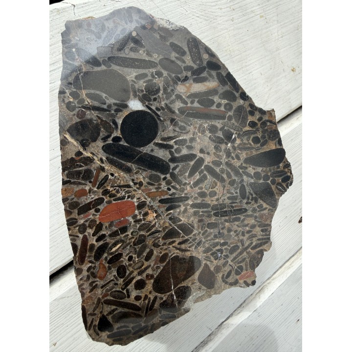 Ozdobny zlepieniec kambryjski z fosforytami z Sandomierza
