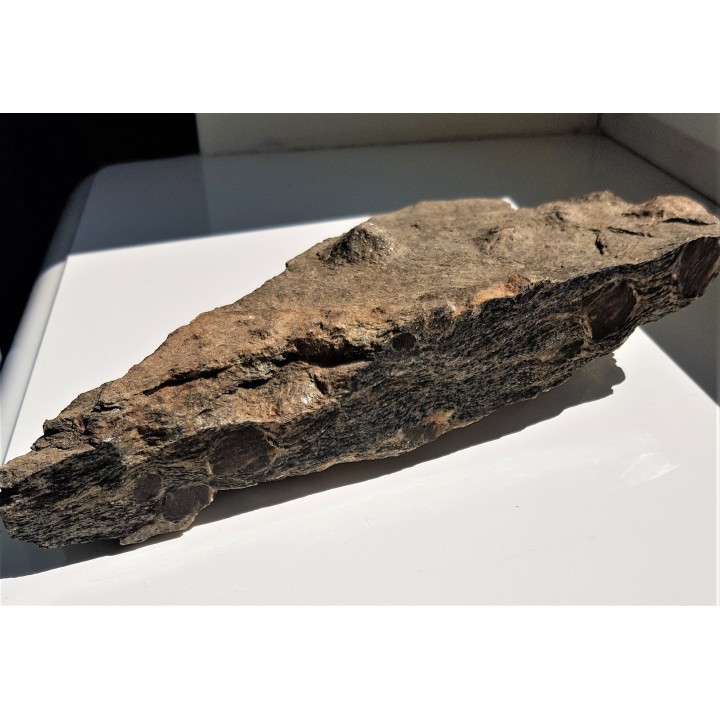 Polerowana płyta łupku z wielkimi granatami