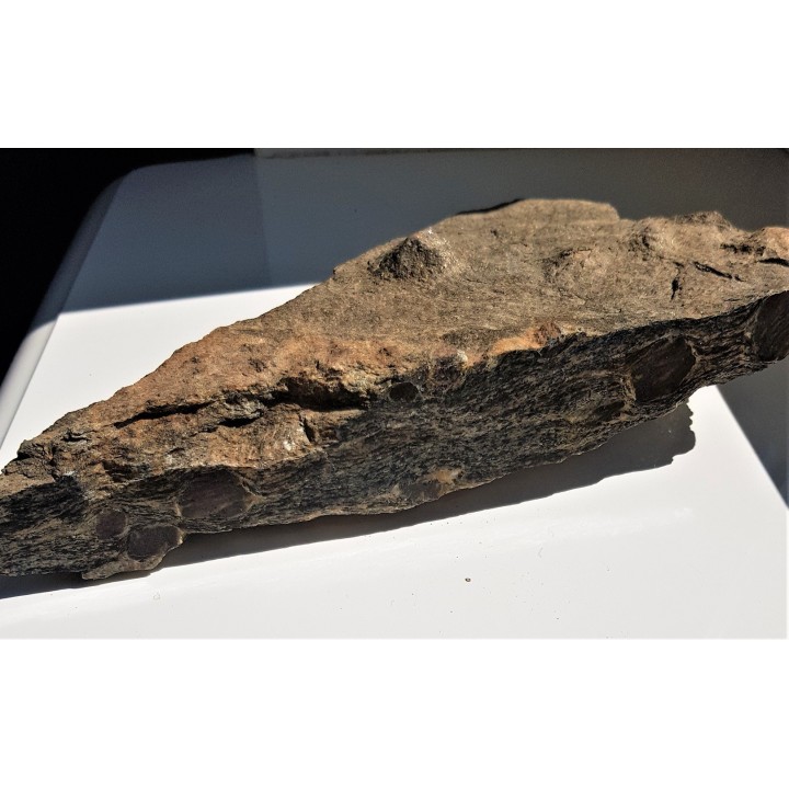 Polerowana płyta łupku z wielkimi granatami