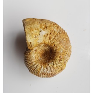 Amonit Macrocephalites z Czatkowic