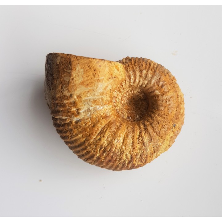 Amonit Macrocephalites z Czatkowic