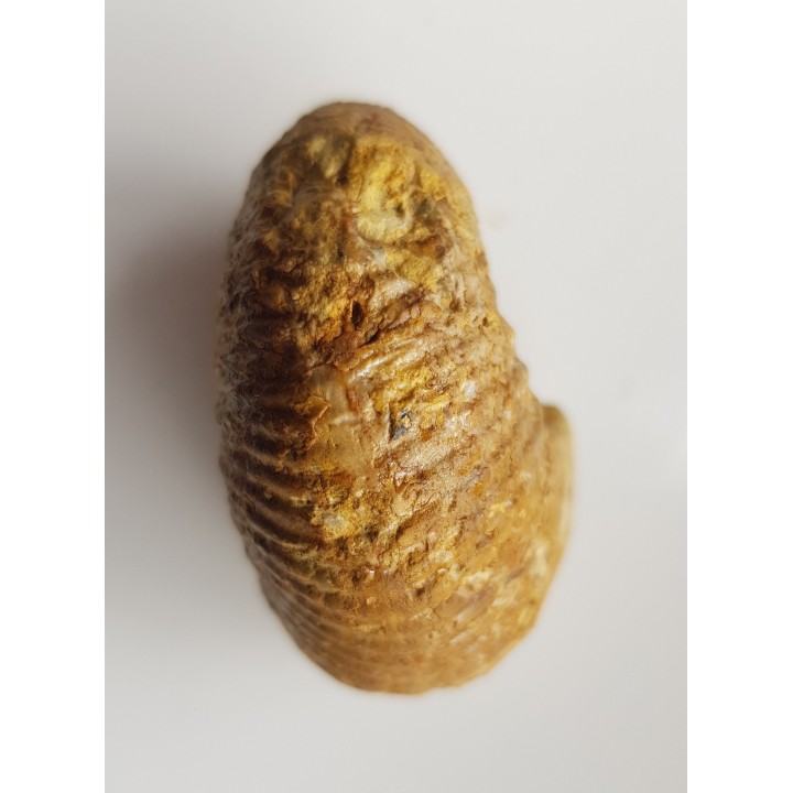 Amonit Macrocephalites z Czatkowic