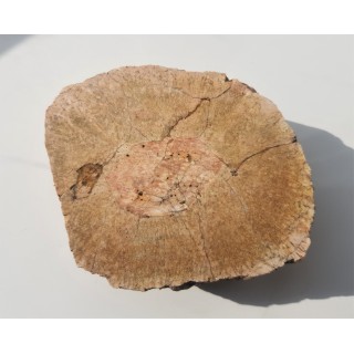 Granit kulisty (orbikularny) z Czarnego k. Jeleniej Góry