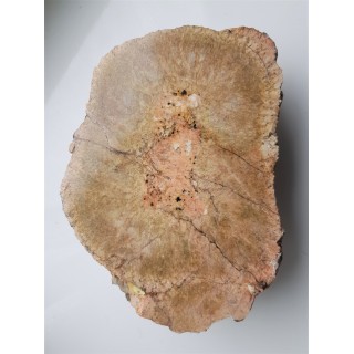 Granit kulisty (orbikularny) z Czarnego k. Jeleniej Góry