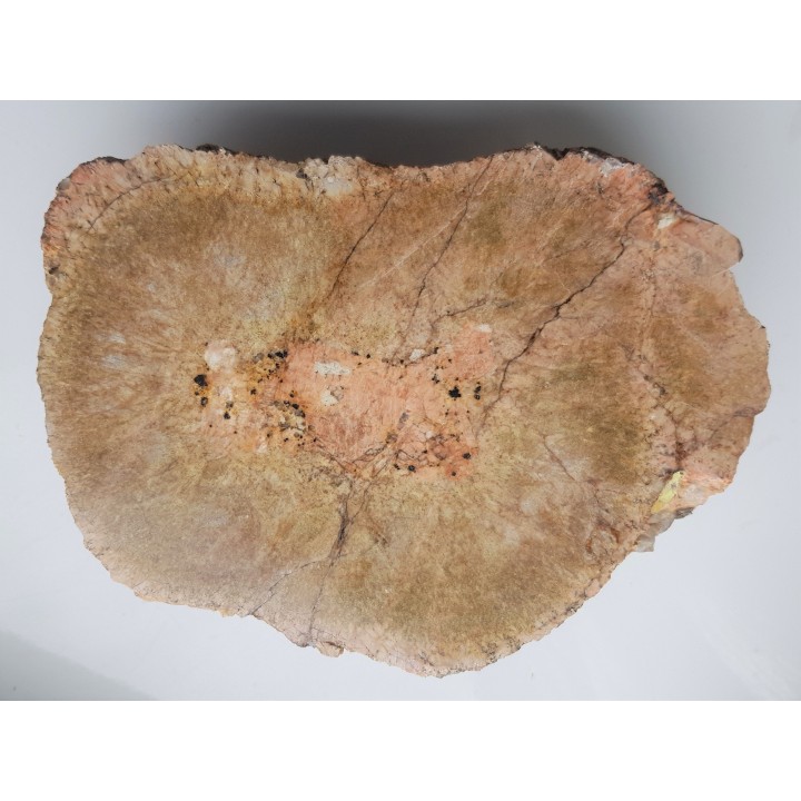 Granit kulisty (orbikularny) z Czarnego k. Jeleniej Góry