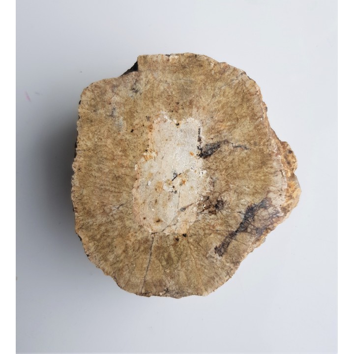 Granit kulisty (orbikularny) z Czarnego k. Jeleniej Góry