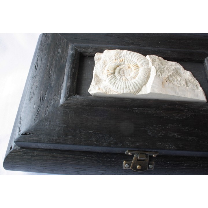 Szkatuła z dębu czarnego (bog oak, Mooreiche) z jurajskim amonitem