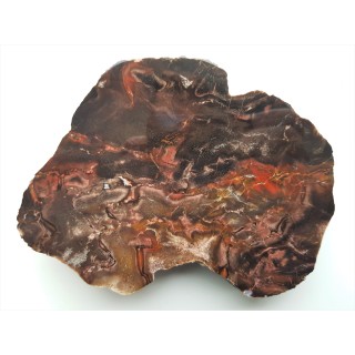 Drewno skrzemieniałe z aluwiów Nysy Kłodzkiej