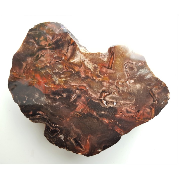 Drewno skrzemieniałe z aluwiów Nysy Kłodzkiej