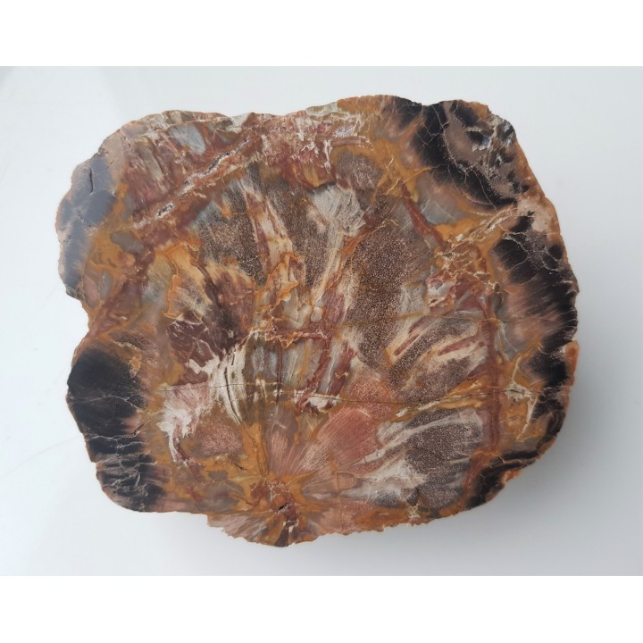 Wyjątkowe drewno skrzemieniałe z aluwiów Nysy Kłodzkiej