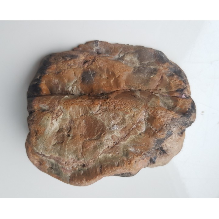 Wyjątkowe drewno skrzemieniałe z aluwiów Nysy Kłodzkiej