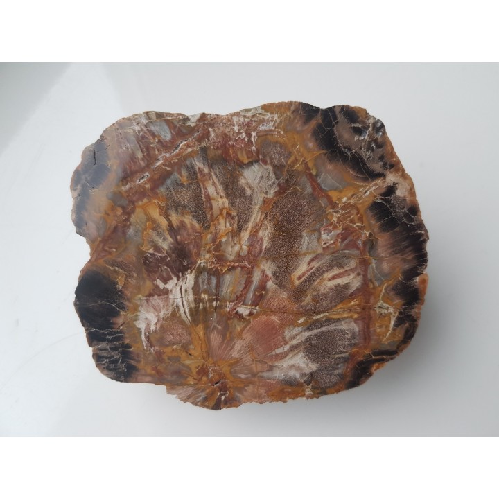 Wyjątkowe drewno skrzemieniałe z aluwiów Nysy Kłodzkiej