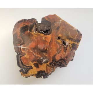 Wyjątkowe drewno skrzemieniałe z aluwiów Nysy Kłodzkiej