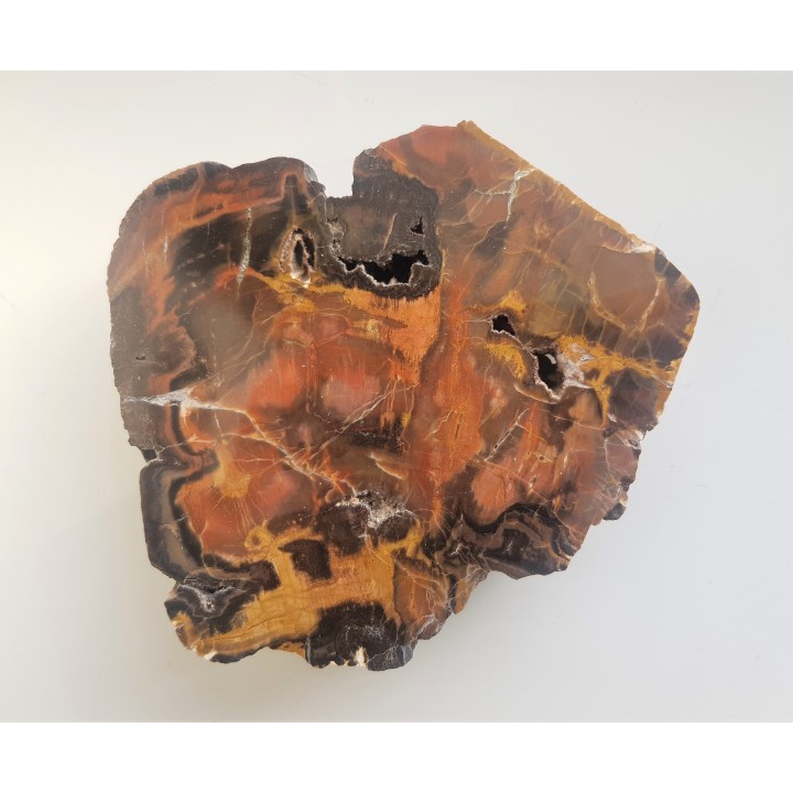 Wyjątkowe drewno skrzemieniałe z aluwiów Nysy Kłodzkiej