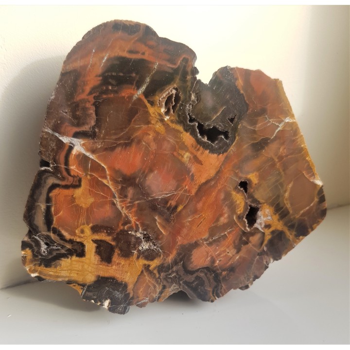 Wyjątkowe drewno skrzemieniałe z aluwiów Nysy Kłodzkiej