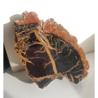 Piękne drewno skrzemieniałe z aluwiów Nysy Kłodzkiej