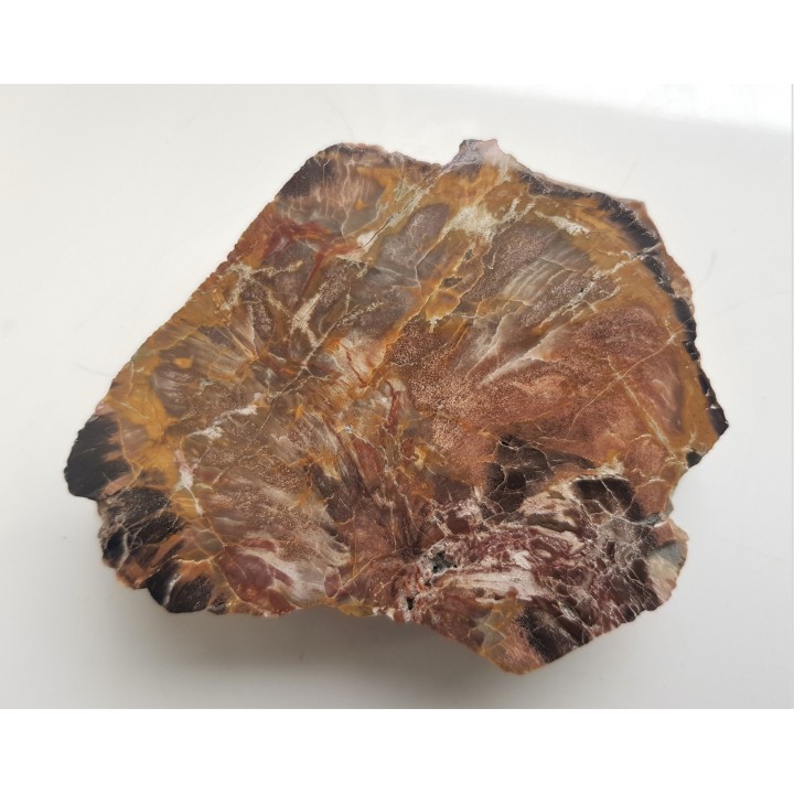 Wyjątkowe drewno skrzemieniałe z aluwiów Nysy Kłodzkiej