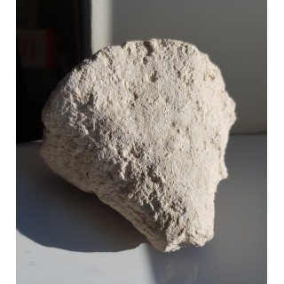 Pięknie zachowana gąbka o wyrazistych kształtach z Raciszyna