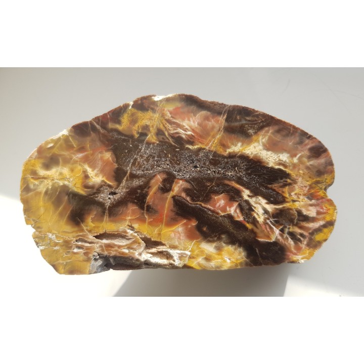 Wyjątkowe drewno skrzemieniałe z aluwiów Nysy Kłodzkiej