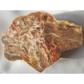 Agathoxylon z aluwiów Nysy Kłodzkiej