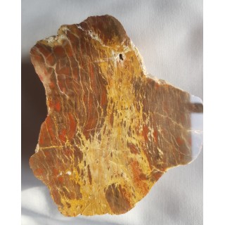 Agathoxylon z aluwiów Nysy Kłodzkiej