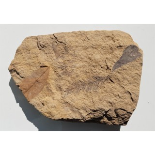 Mioceńska skamieniała flora