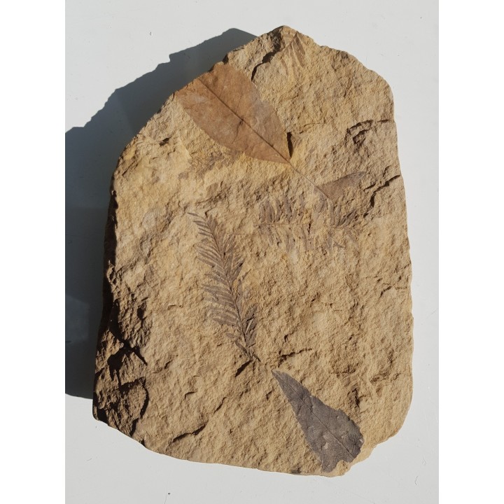 Mioceńska skamieniała flora