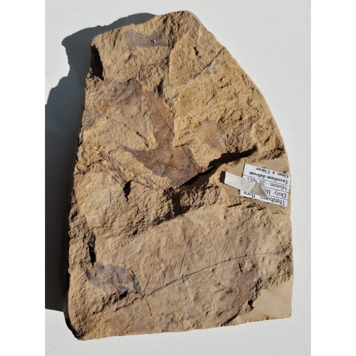 Mioceńska skamieniała flora