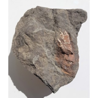 Skamieniałe szczypce krewetek z Nowego Waliszowa w Sudetach