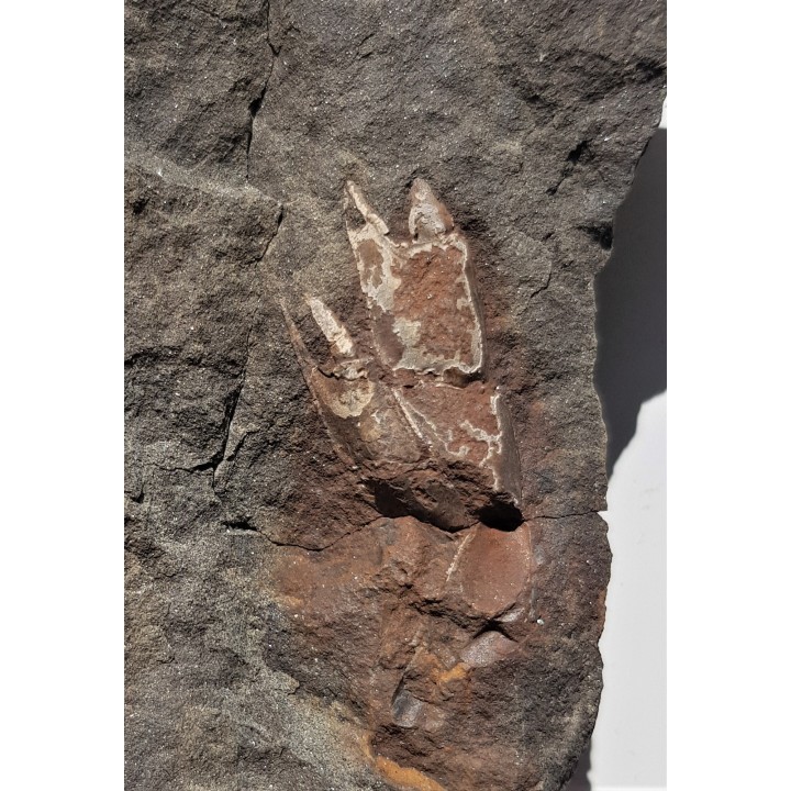 Skamieniałe szczypce krewetek z Nowego Waliszowa w Sudetach