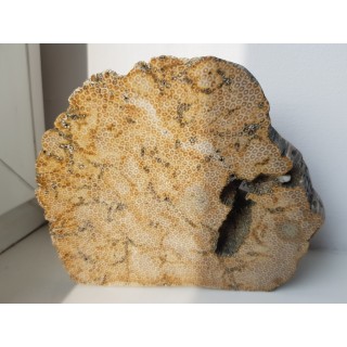 Muzealny okaz korali kolonijnych - denkowców z Opola