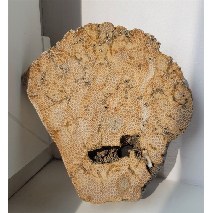 Muzealny okaz korali kolonijnych - denkowców z Opola