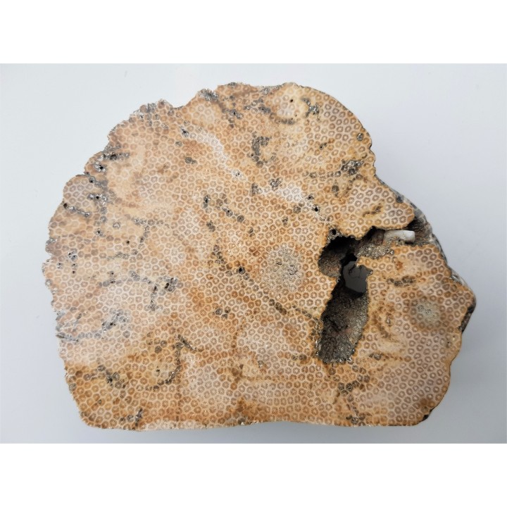 Muzealny okaz korali kolonijnych - denkowców z Opola