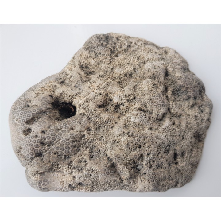 Muzealny okaz korali kolonijnych - denkowców z Opola